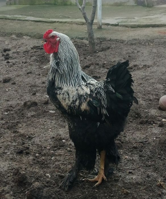 Петуx Брамма Хуроз зотли парранда