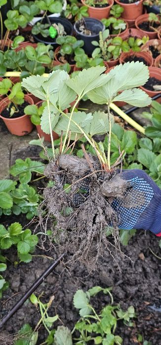 Stoloni capsune tot anul se pot planta oricand unifere amandine