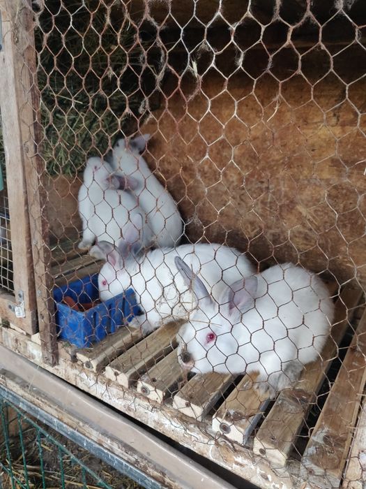 Iepurasi Californieni