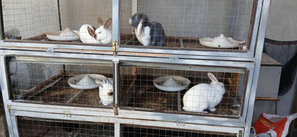 Продаются кролики.
