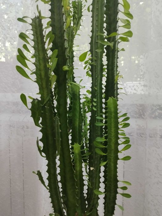 Кактус высокий  8000тг.