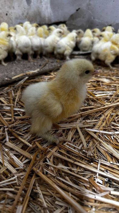 Цыплята Брама чистопородные