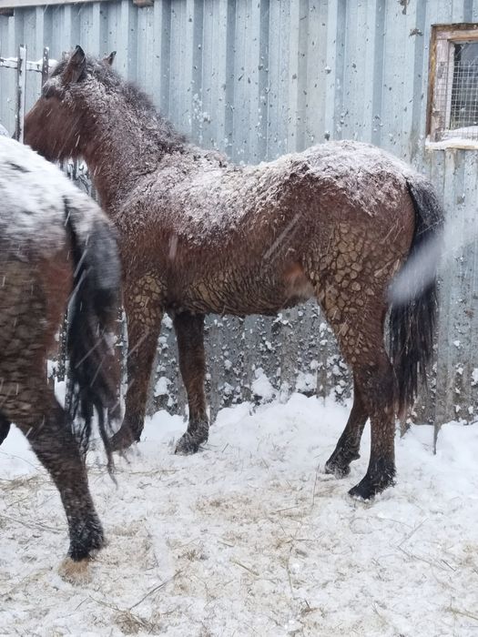 Тай Соғым ұрғашы