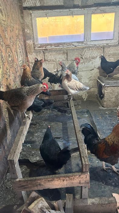 Продам курицы район гмз