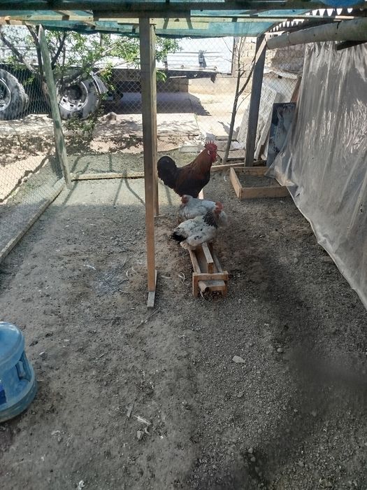 Xo'roz tovuqlar sotiladi