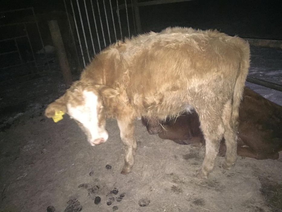 Теленок аулеколскии