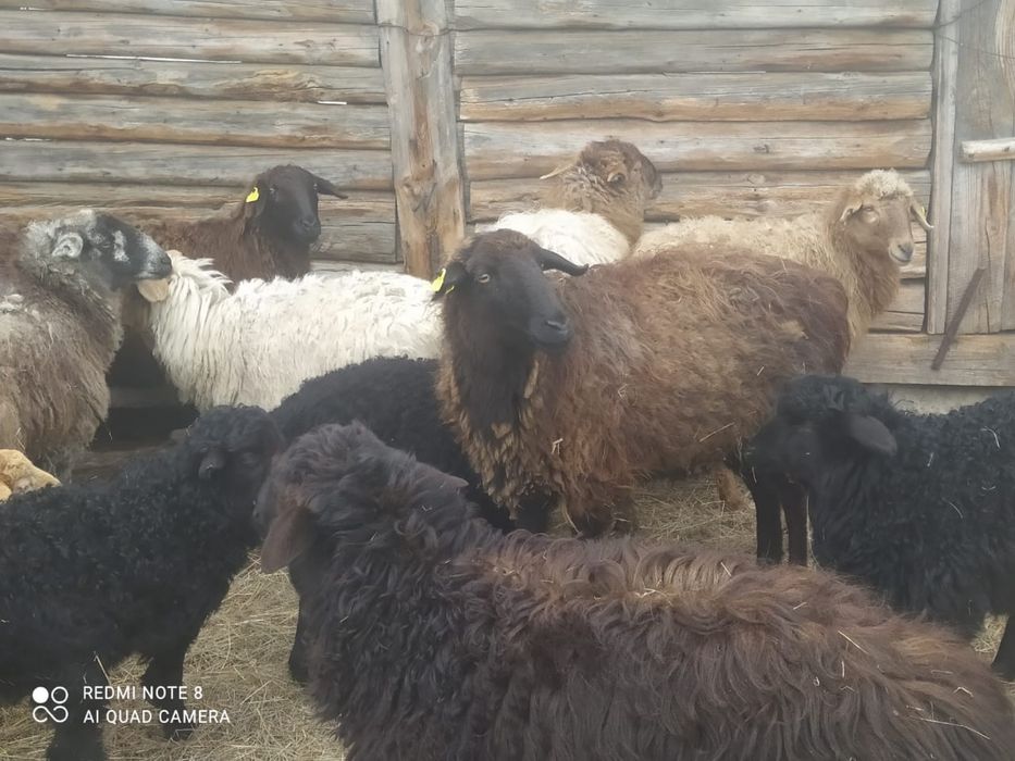 Продам баран , козылы- кой сатамын