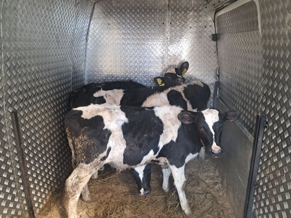 Vând 4 taurasi baltati pe negru