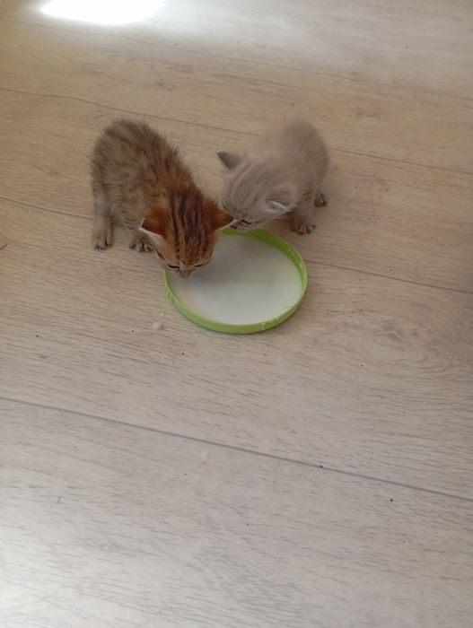 Отдам котят в хорошие руки