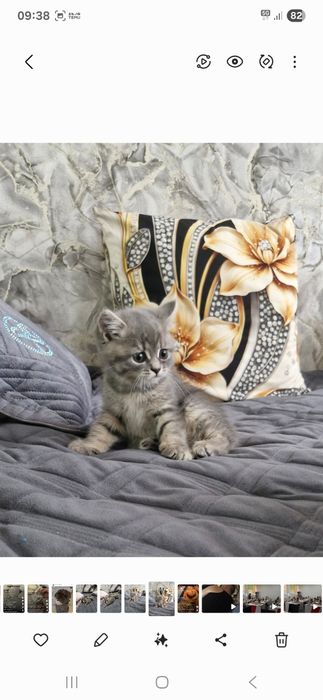 Котята, котята,.