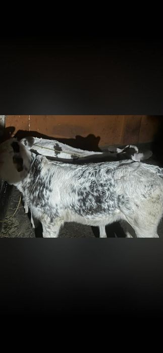 Vând doua vitele belgiene