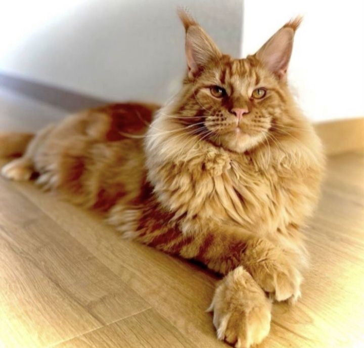 Предлагается кот к вязке с кошкой