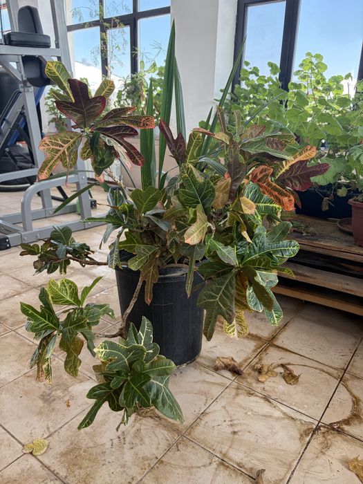 Цветы комнатные разные