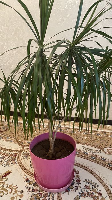 Продаю комнатные цветы