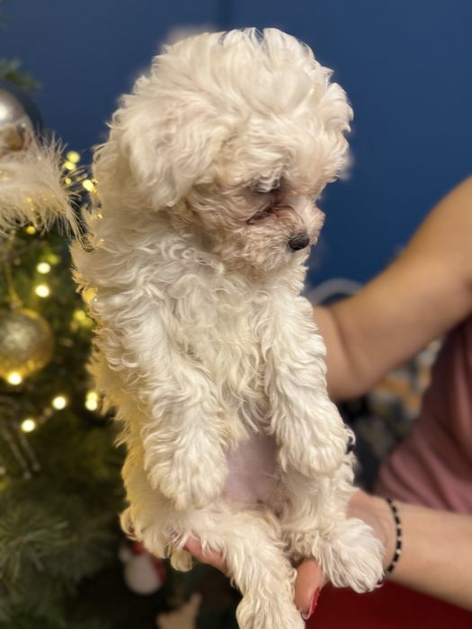 Catelus bichon maltez