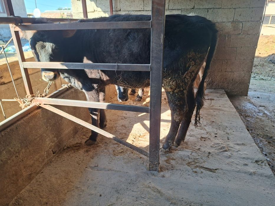 Телки продам 350