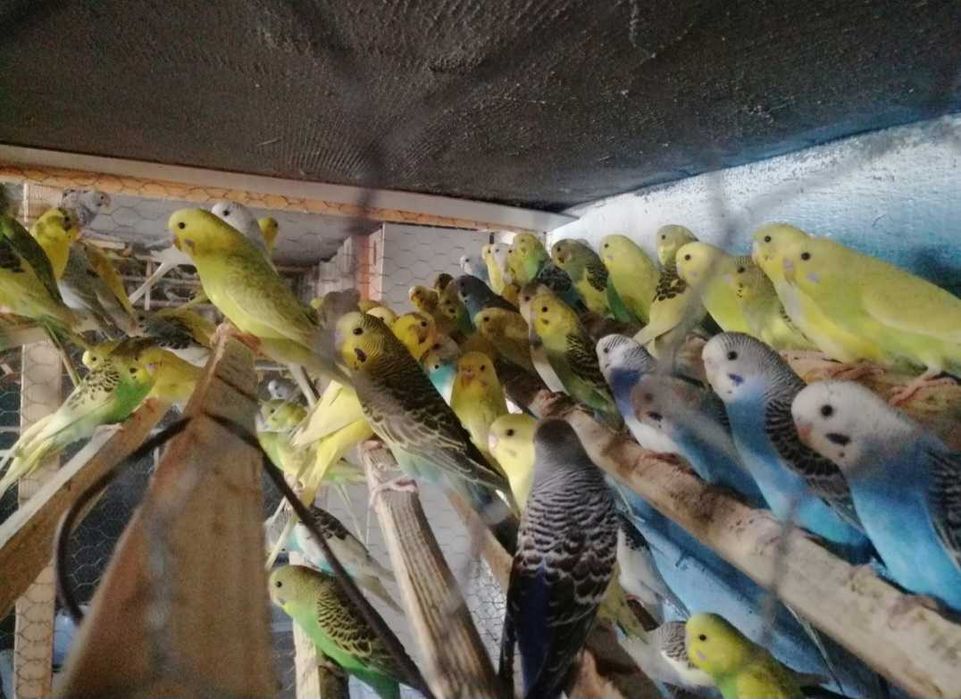 Vand persusi si nimfe