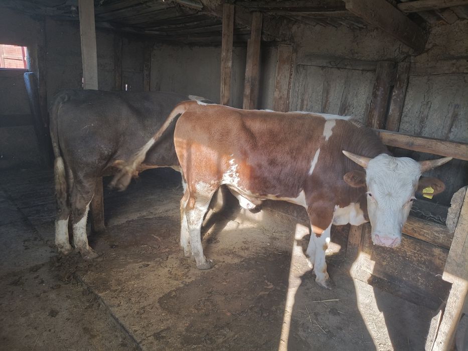 Продам двух бычков