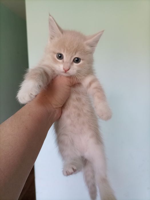 Котята в добрые руки.