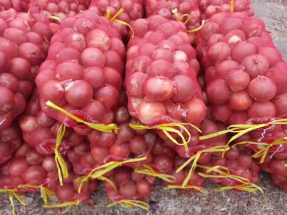 Қишга пиёз дехқондан 40 тонна бор Зомин туманида