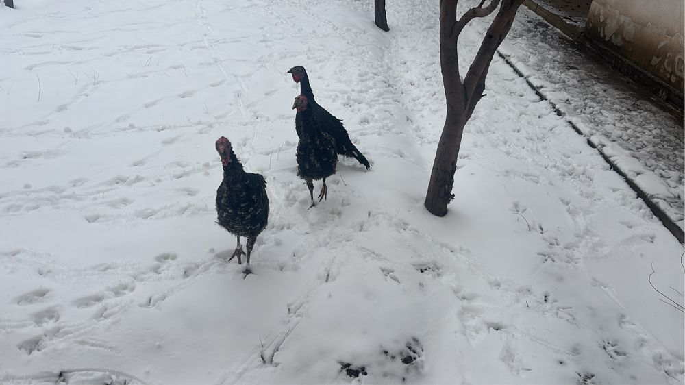 Ундук сатылады Туркестан