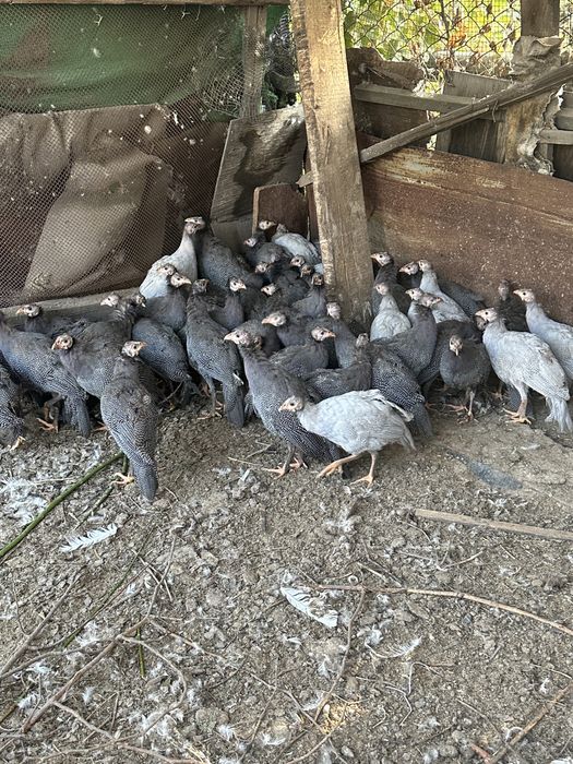 продам цесарки домашний