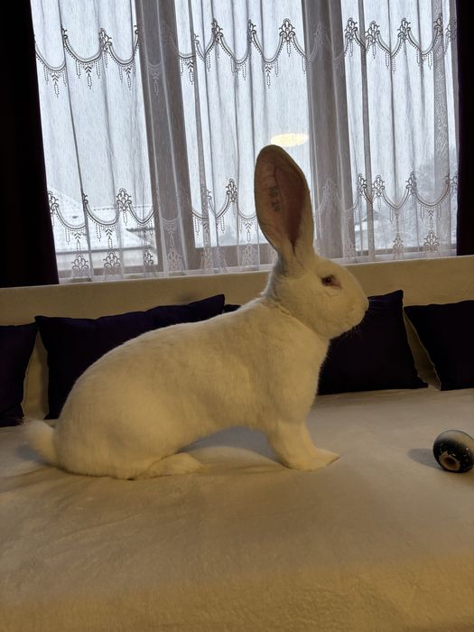 Mascul Urias German Alb