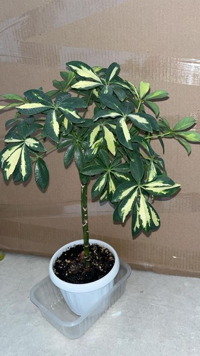 Продаю срочно комнатные