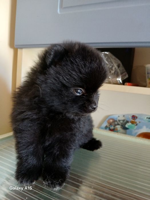 Щенки мини шпица