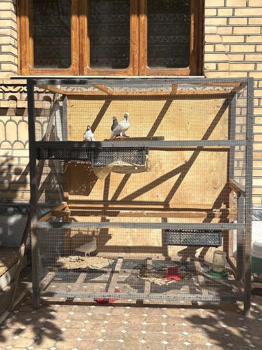 Qushlar uchun qafas