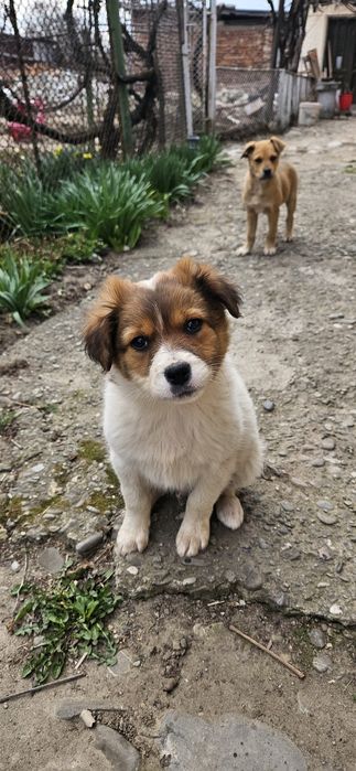 Catelus  gratuit 2 luni