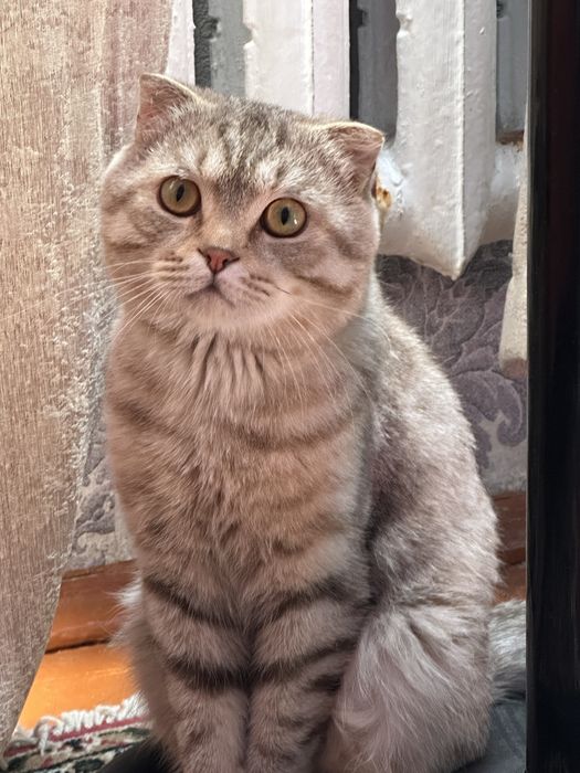 Продается кот вислоухий