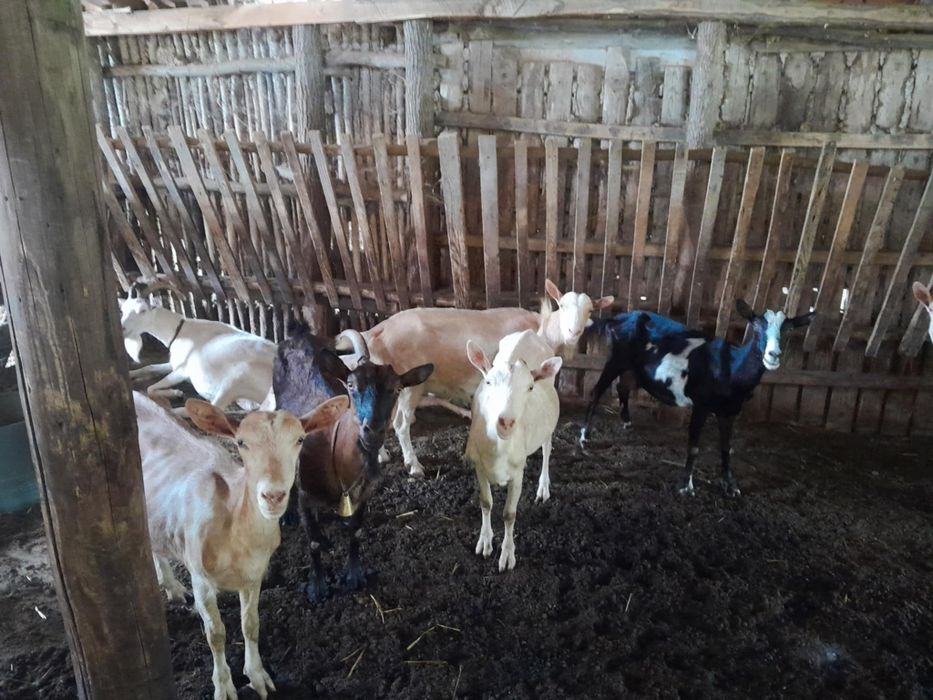 vând capre la prima fătare și la a doua fatare