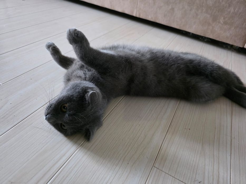 Кошечка,срочно ищет дом!