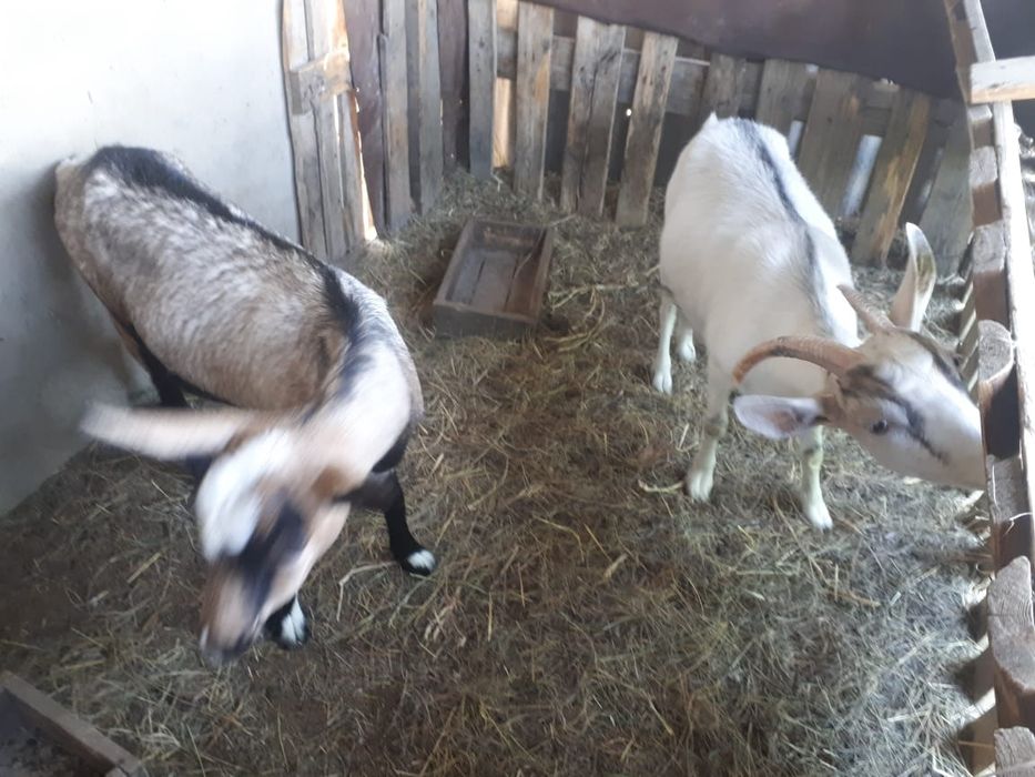 Продам альпийских коз