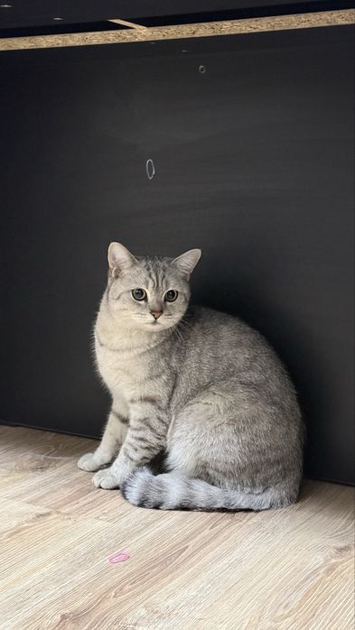 Шикарный Британский кот (серебристый табби / Вискас)