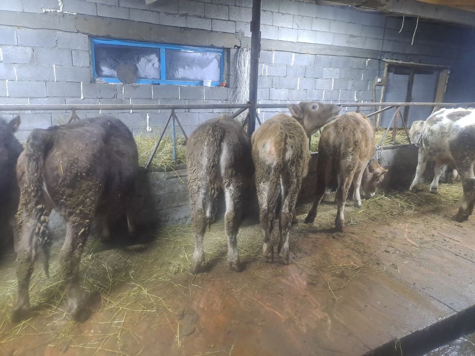 Продам телят. Тёлочки.