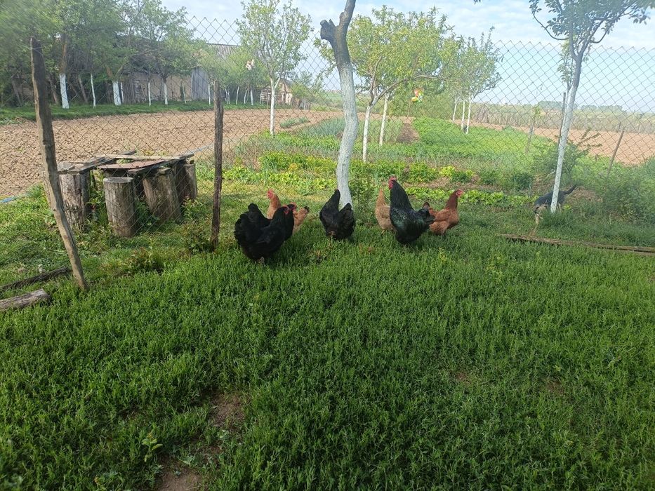 Familie găini australop 4+1