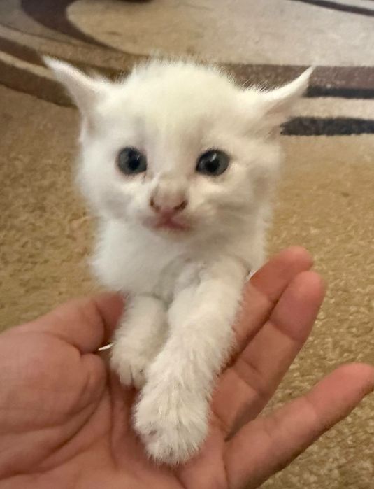 Ласковые,добрые игривые котята