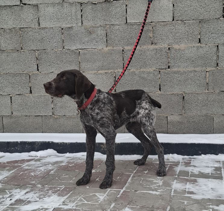 Продам щенка дратхаара 6 месяцев