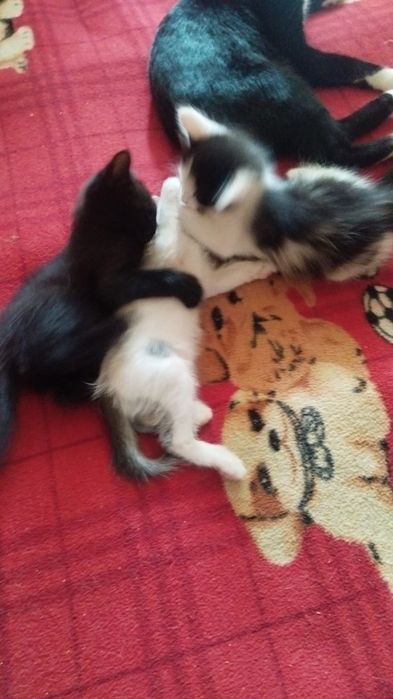 Котята в добрые руки