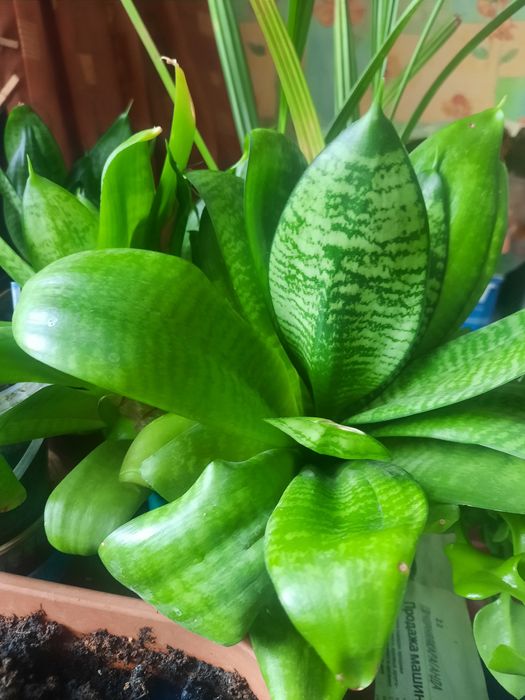 Цветы домашние разные