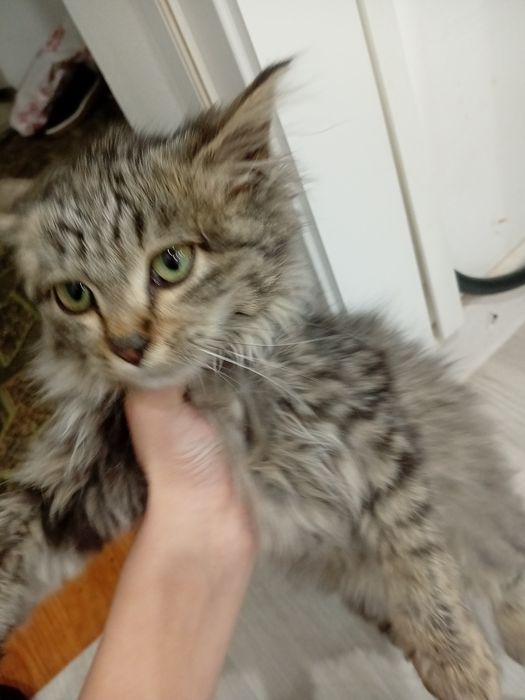 Котик хороший не прыгает на стол и домашний