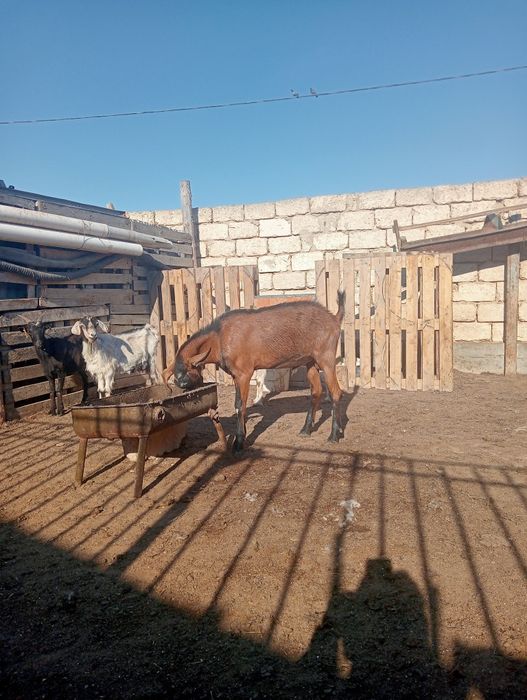 Заалинский теке 3 жаста