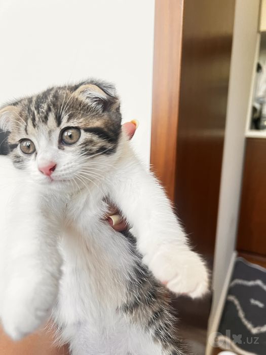 Кошка в добрые руки