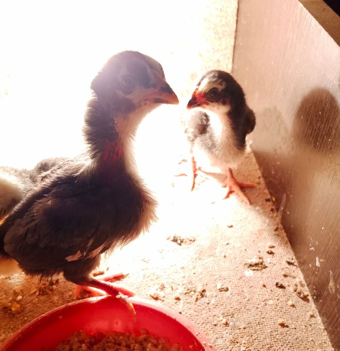 Ко шамо жужалари сотилади...