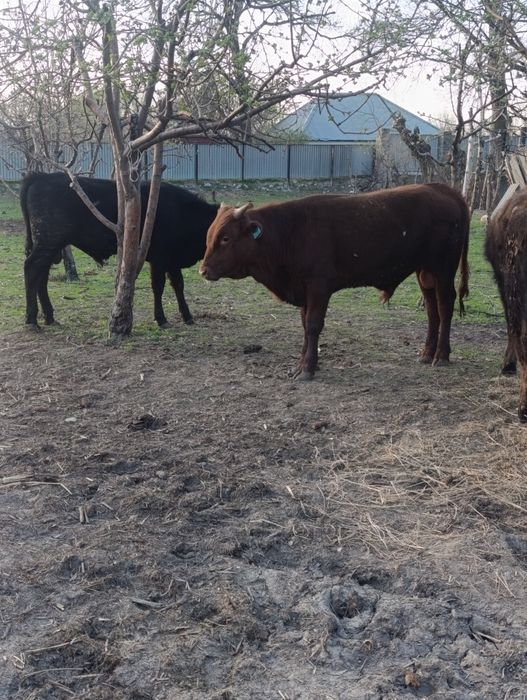 Продам бычки.хорошые