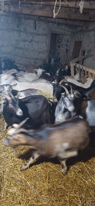 Vând capre depuse de fătare