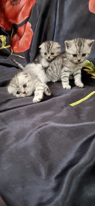 Шотландские вислоухие котята