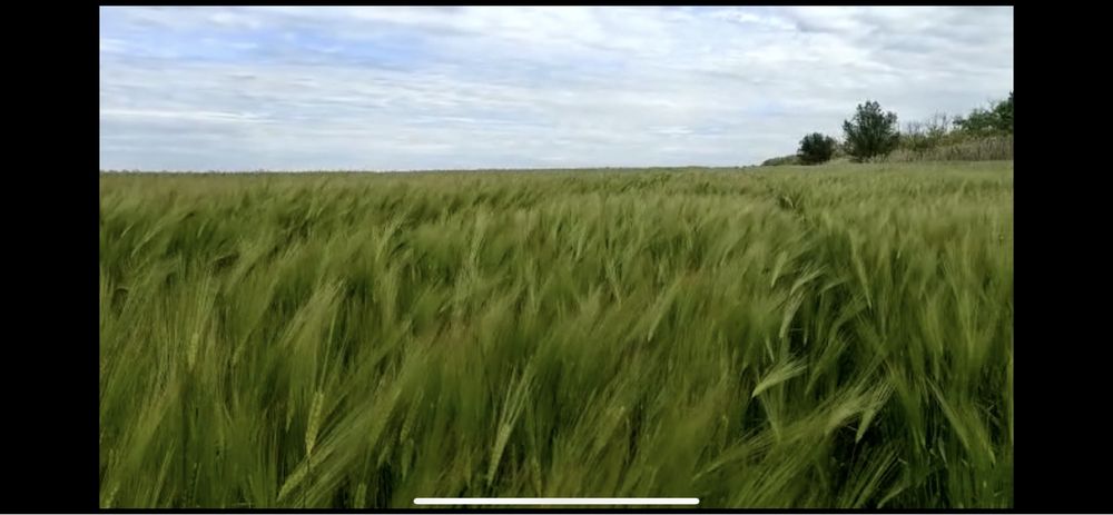 Семена ячменя, пшеница